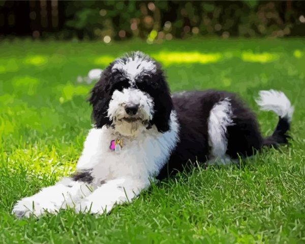 The Sheepadoodle Dog Paint By Number