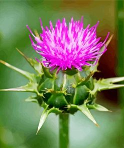 Thistle Plant paint by numbers