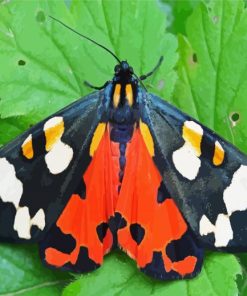 Tiger Moth Butterfly Paint By Number