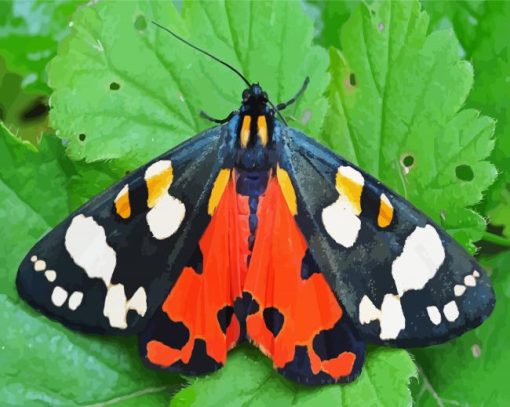 Tiger Moth Butterfly Paint By Number