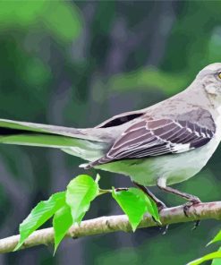 Tropical Mockingbird Paint By Number