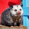 Virginia Opossum Animal paint by numbers