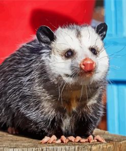 Virginia Opossum Animal paint by numbers