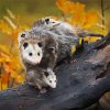 Virginia opossum paint by numbers