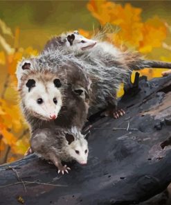 Virginia opossum paint by numbers