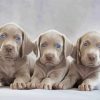 Weimaraner Puppies Scaled Paint By Number