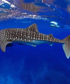 The Whale Shark Underwater Paint By Number