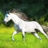 White Andalusian Horse Running Paint By Number