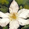 White Clematis Blooming paint by numbers