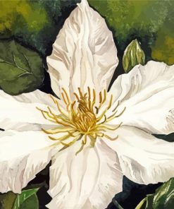 White Clematis Blooming paint by numbers