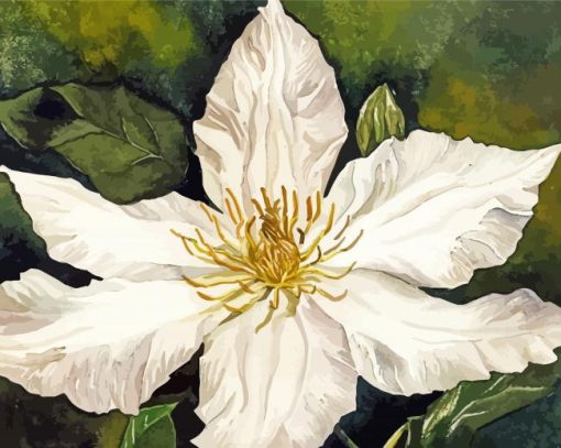 White Clematis Blooming paint by numbers