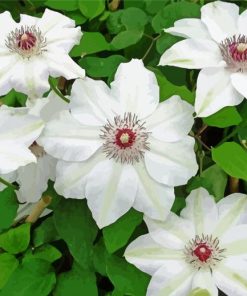 White Clematis Flowers paint by numbers