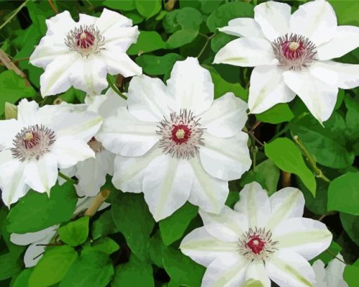 White Clematis Flowers paint by numbers