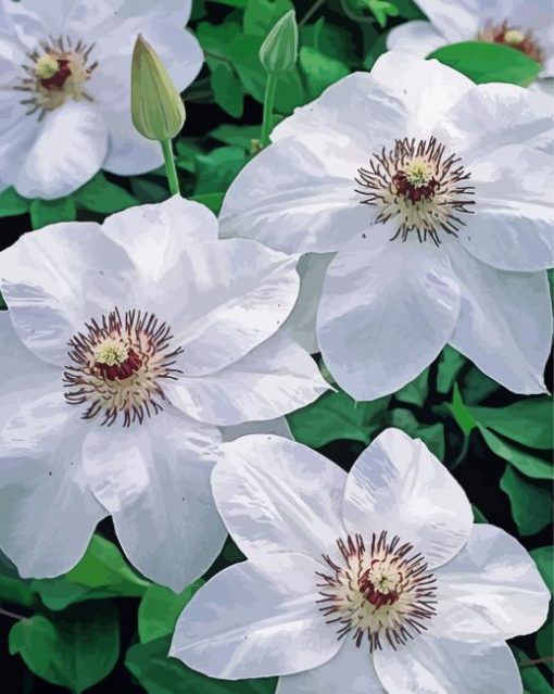 White Clematis paint by numbers