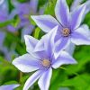 White Purple Clematis paint by numbers