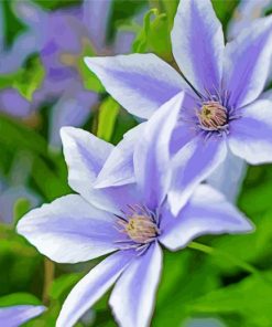 White Purple Clematis paint by numbers