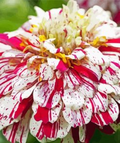 White And Red Zinnia Flowers Paint By Number