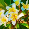 White Yellow Plumeria paint by numbers