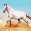 White Appaloosa Paint By Number