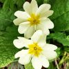 White Primrose paint by numbers