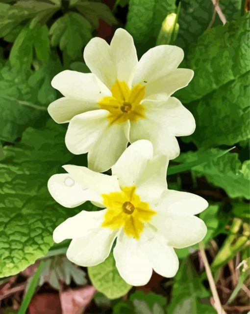 White Primrose paint by numbers