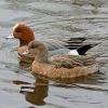 Wigeon Birds In Lake Paint By Number