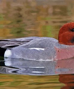 Wigeon Swimming Paint By Number