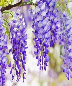 Wisteria Flower Plant paint by numbers