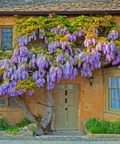 Wisteria paint by numbers