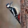 Woodpecker Bird paint by numbers