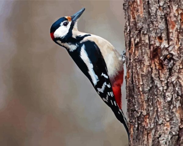 Woodpecker Bird paint by numbers