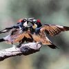 Woodpecker Birds Paint By Number