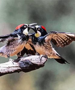 Woodpecker Birds Paint By Number