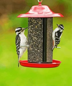 Woodpecker Birds paint by numbers