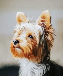 Small Yorkie Dog Paint By Number