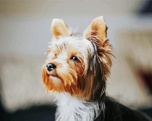 Small Yorkie Dog Paint By Number