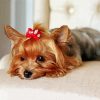 Small Yorkie Paint By Number