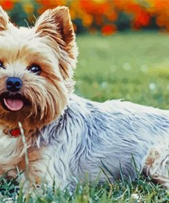 White Yorkie Dog Paint By Number