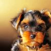 Yorkshire Terrier Dog Paint By Number