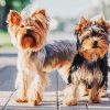 Yorkshire Terrier Puppies Paint By Number