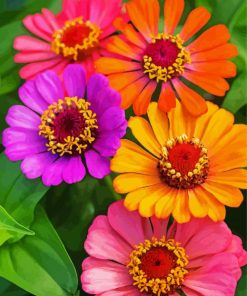 Zinnias Flowers Paint By Number