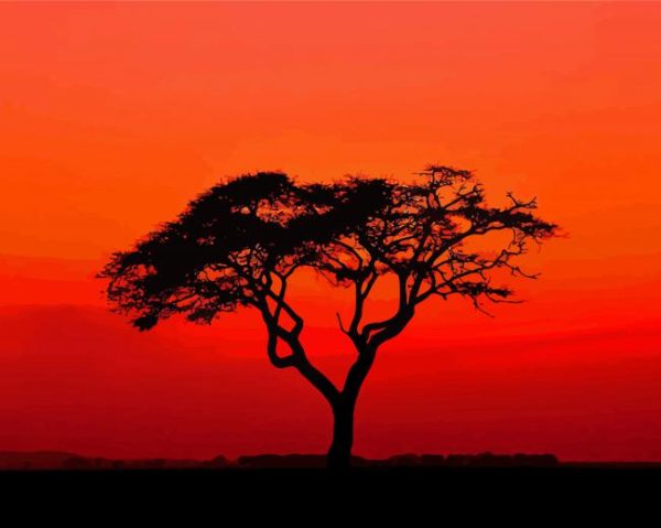 Acacia Tree Sunset Silhouette paint by numbers