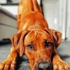 Adorable Ridgeback Paint By Number