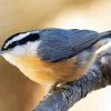 Adorable Nuthatch paint by numbers