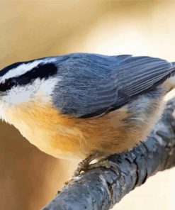 Adorable Nuthatch paint by numbers