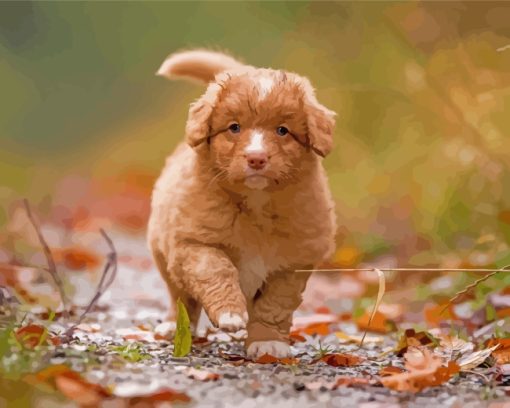 Adorable Toller Puppy Paint By Number