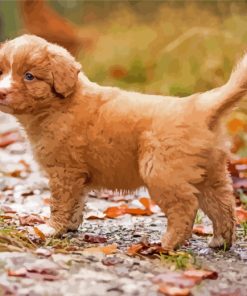 Adorable Toller Dog Paint By Number