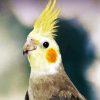 Aesthetic Cockatiel Paint By Number