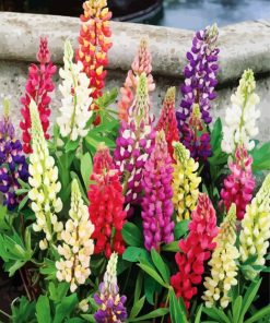 Aesthetic Lupins paint by numbers