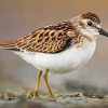 Aesthetic Sandpiper paint by numbers